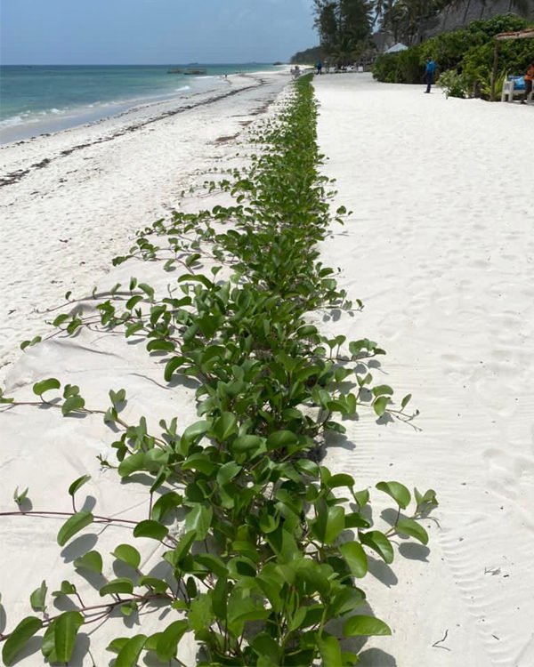 TrapBag Erosion Protection in Africa