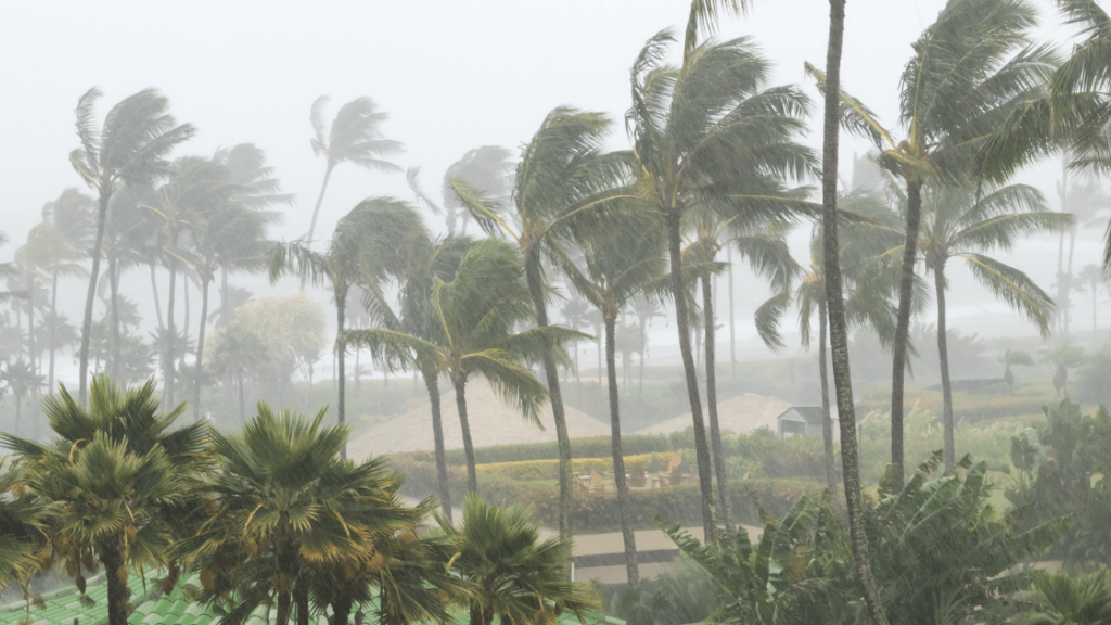 Heavy rainfall over palm trees